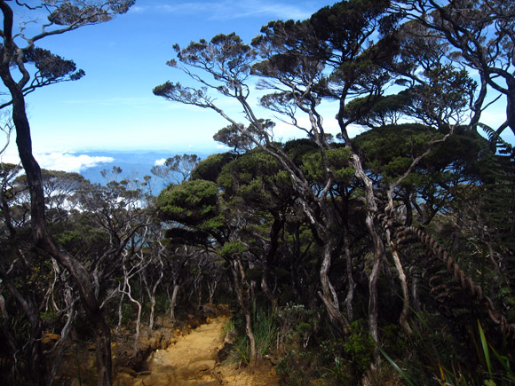 Mount Kinabalu tree fauna