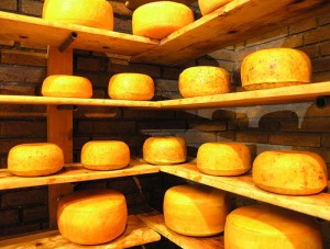 Dutch edam cheese