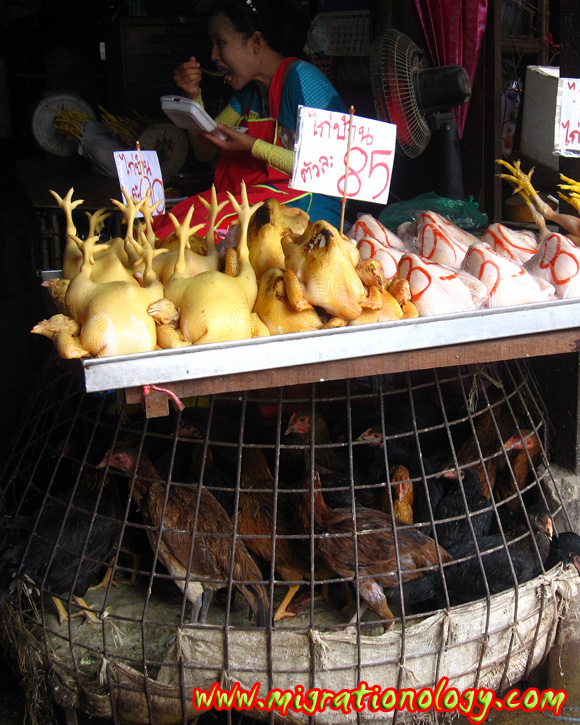 life of a thai chicken
