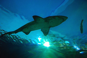 shark siam 101 Things to Do in Bangkok