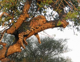 Timbavati Wildlife Reserve in South Africa