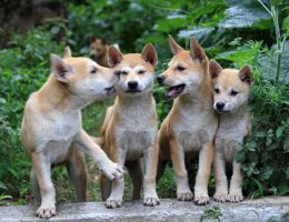 Puppies in China