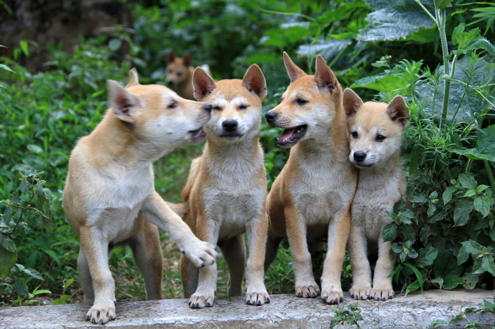 Puppies in China