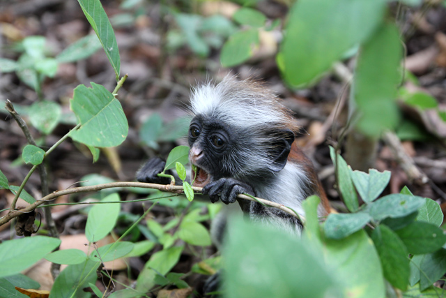 Red colobus monkey in the Jozani Forest