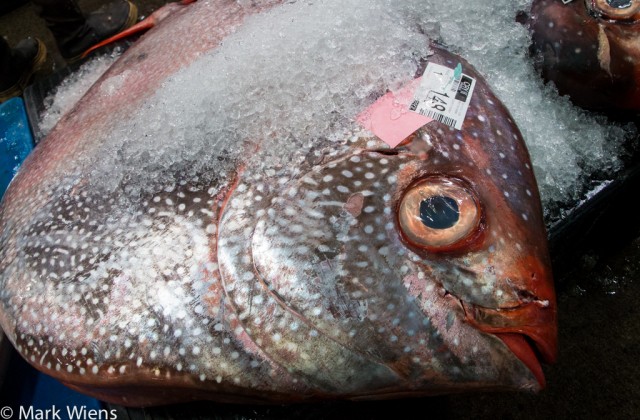honolulu-fish-auction