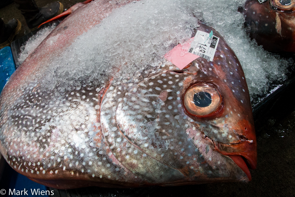 Honolulu fish auction