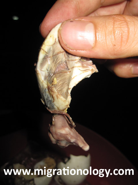 Balut in the Philippines