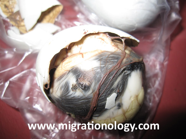 https://migrationology.com/wp-content/uploads/2009/06/balut3.jpg