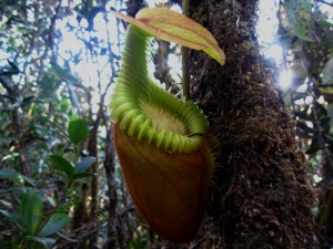 nepenthes pitcher plant borneo kinabalu