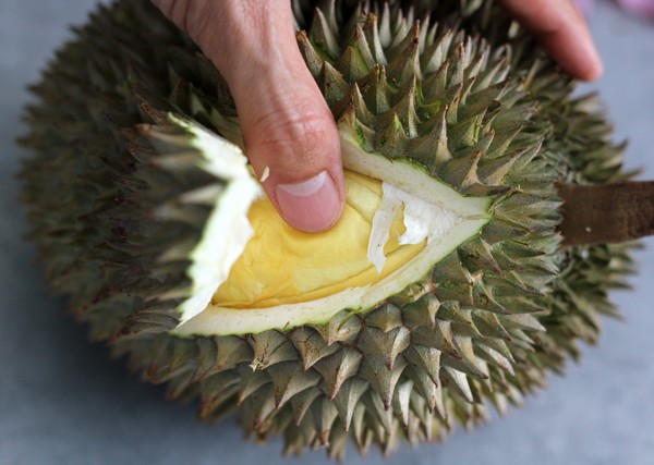 Press testing a kanyao (long stem) durian in Bangkok.