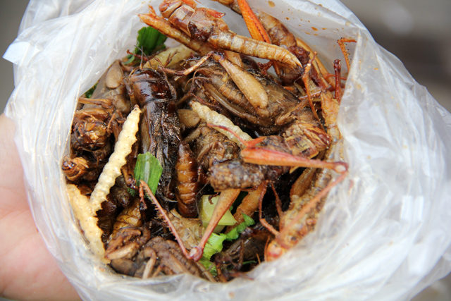 fried insects