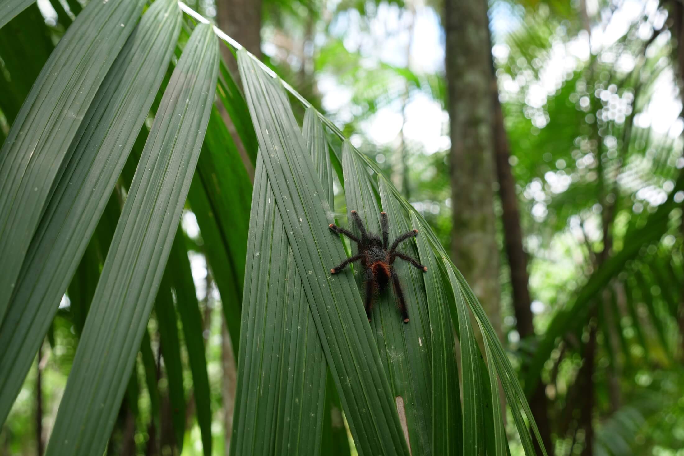Spiders and other animals also live very well here in the Amazon wet environment
