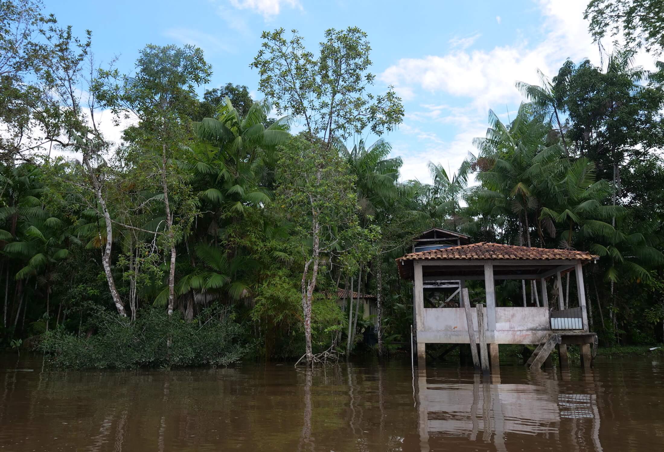 The acai berries can be harvested twice per year, and you can see some of the trees here, growing right up to the waters edge