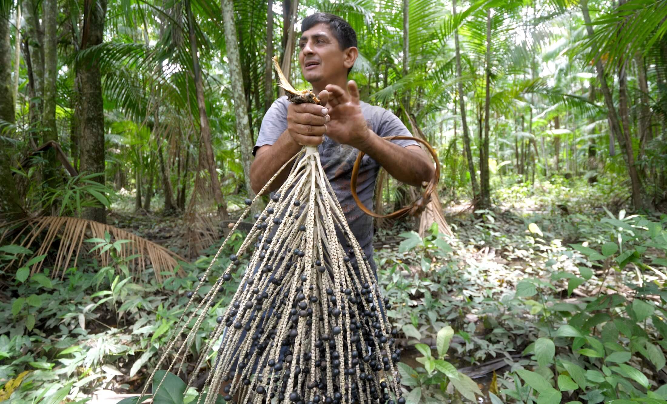 A wonderful man working with a wonderful product, it was just so cool hanging out with Flavio in his huge acai garden