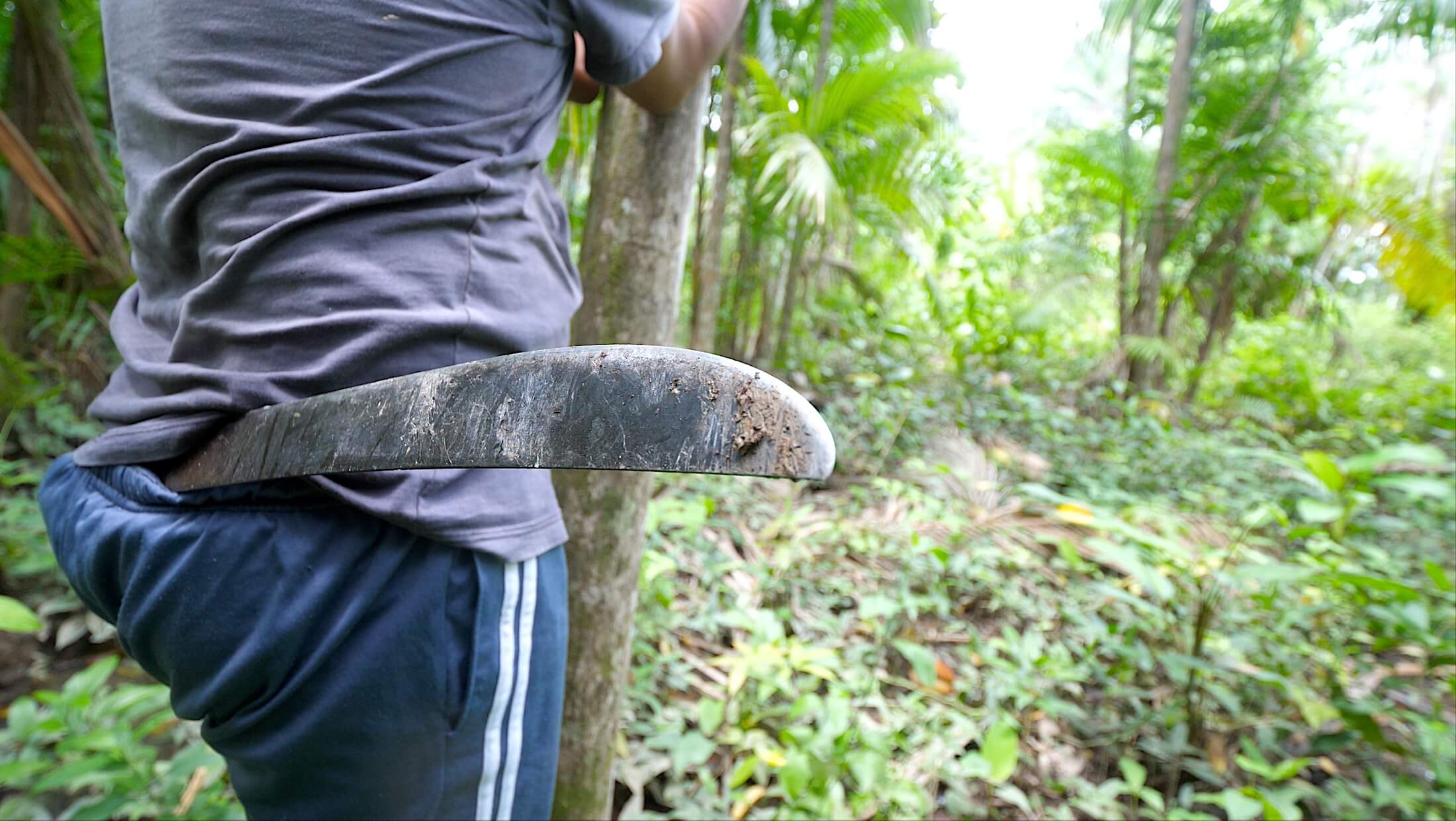 Amazing how simple, and yet how difficult when you try it for yourself, it looks to harvest acai from these trees