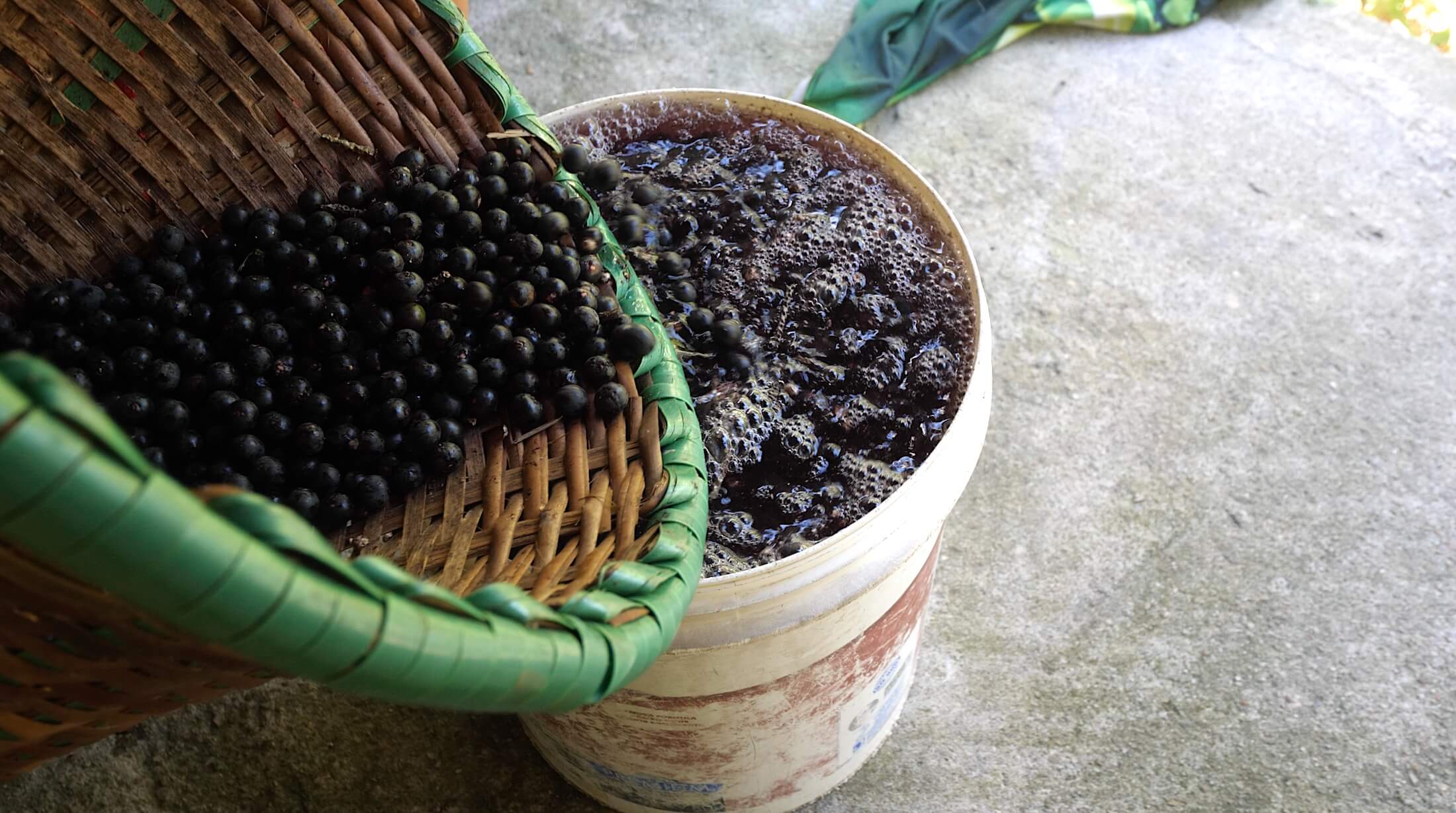 Acai needs to soak for about an hour in warm water before its ready to process