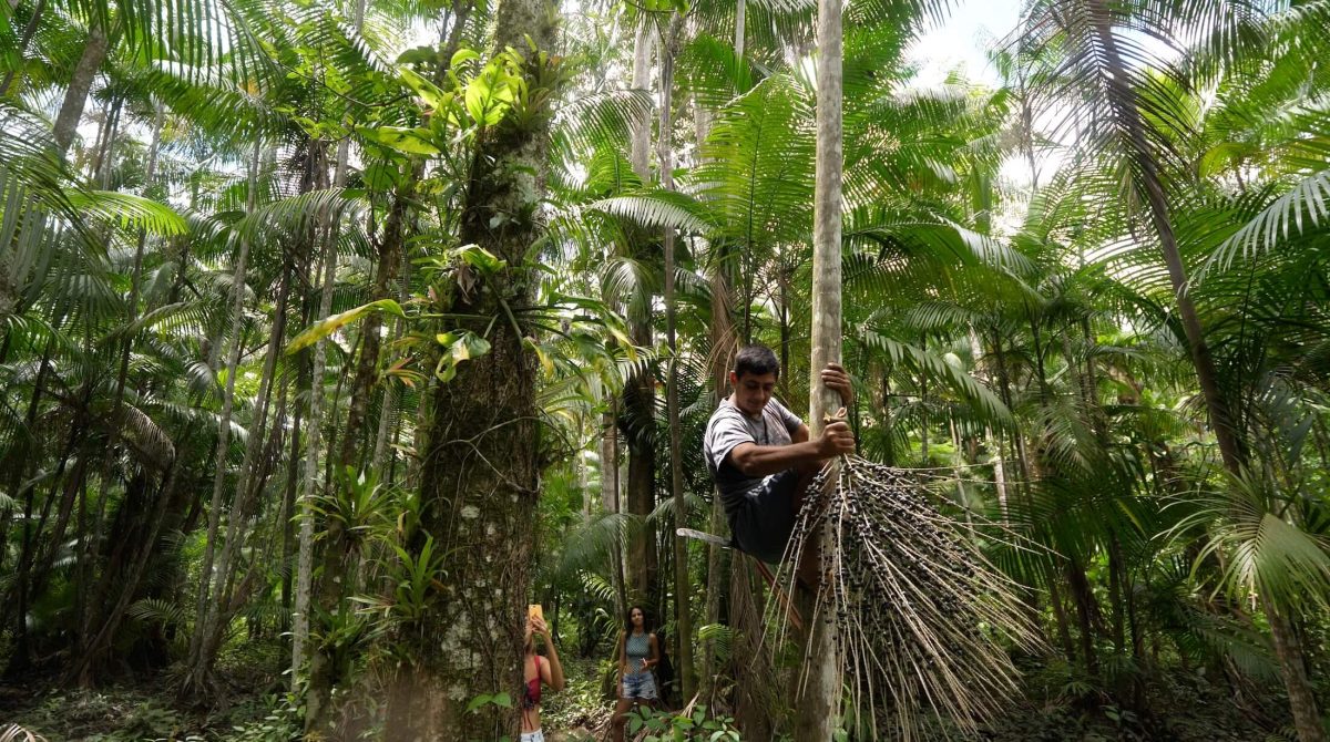 Farmer climbing Acai tree