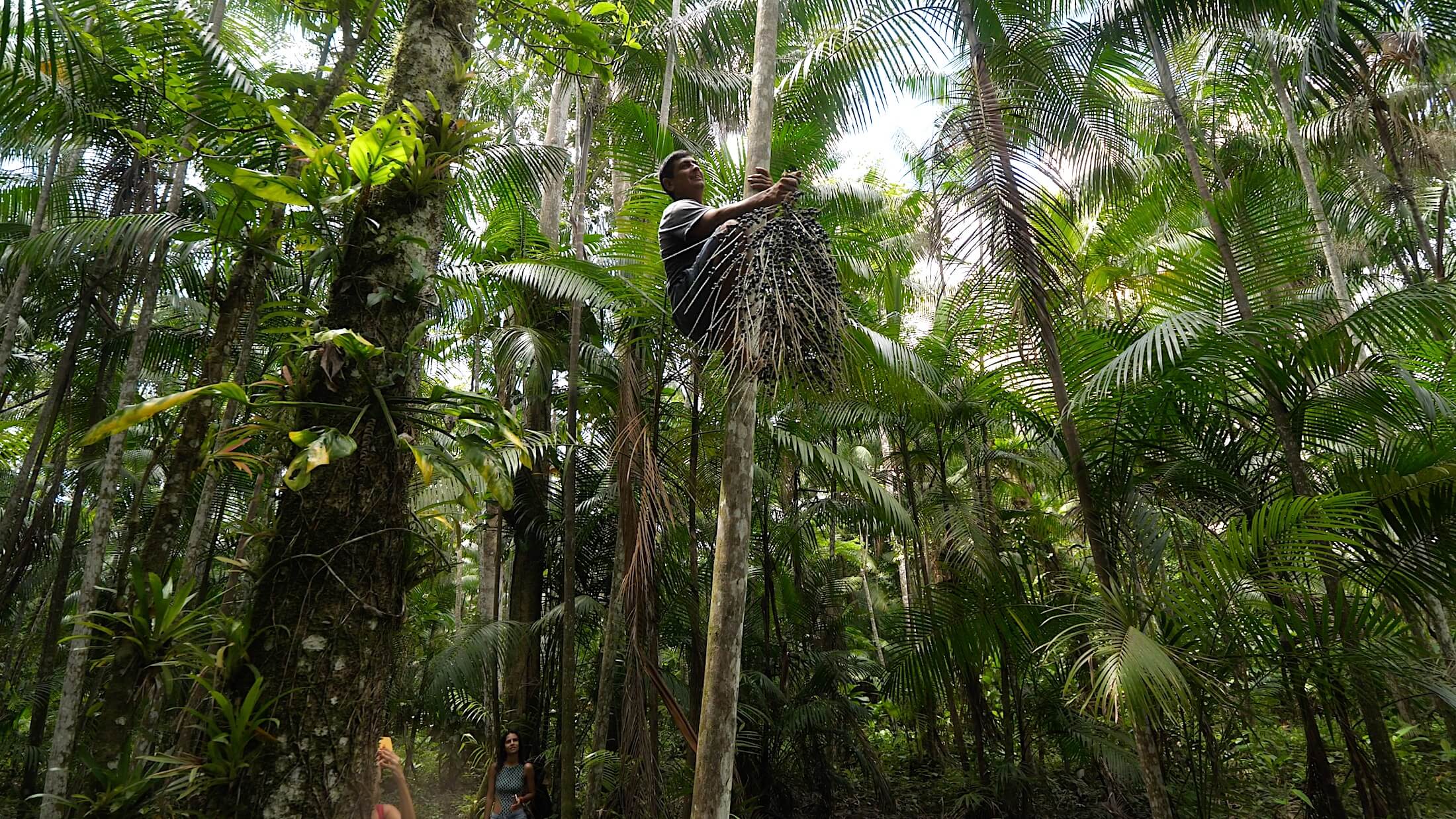 Climbing these trees takes such skill, but the farmers make it look easy