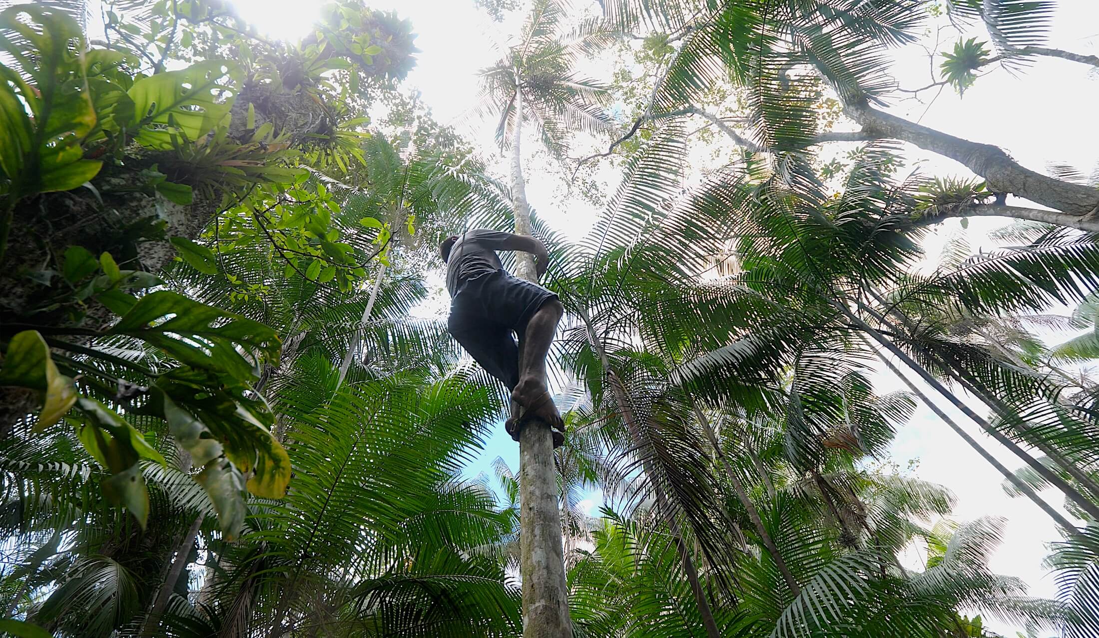 Climbing the thin acai palms takes experience, and Flavio has a lifetime of it!