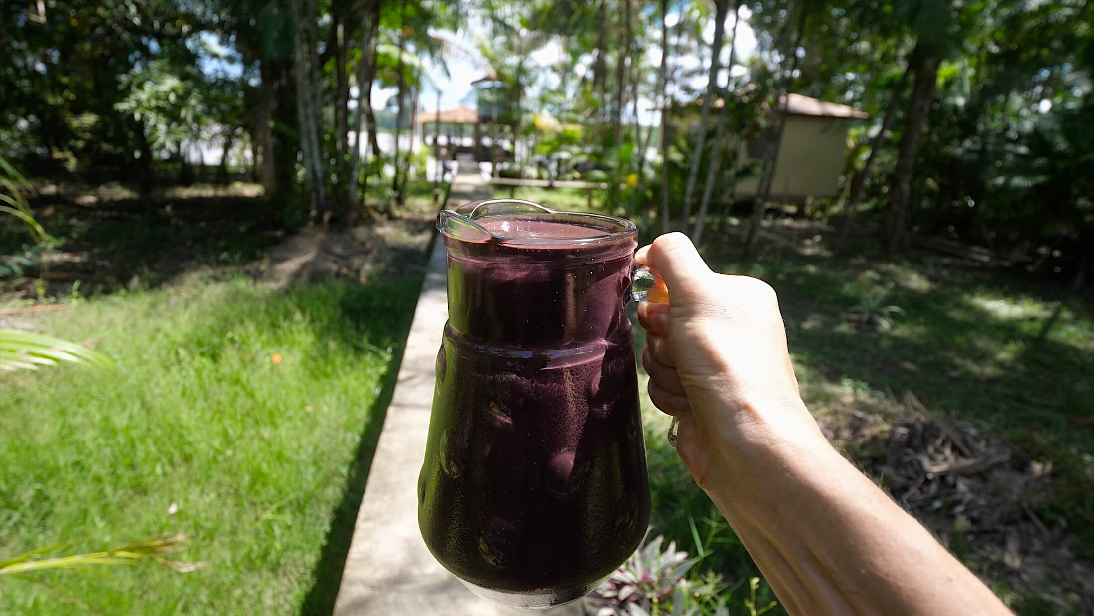 Consuming acai every day during its in-season growing times is normal for many families in Belem, and all of Para state