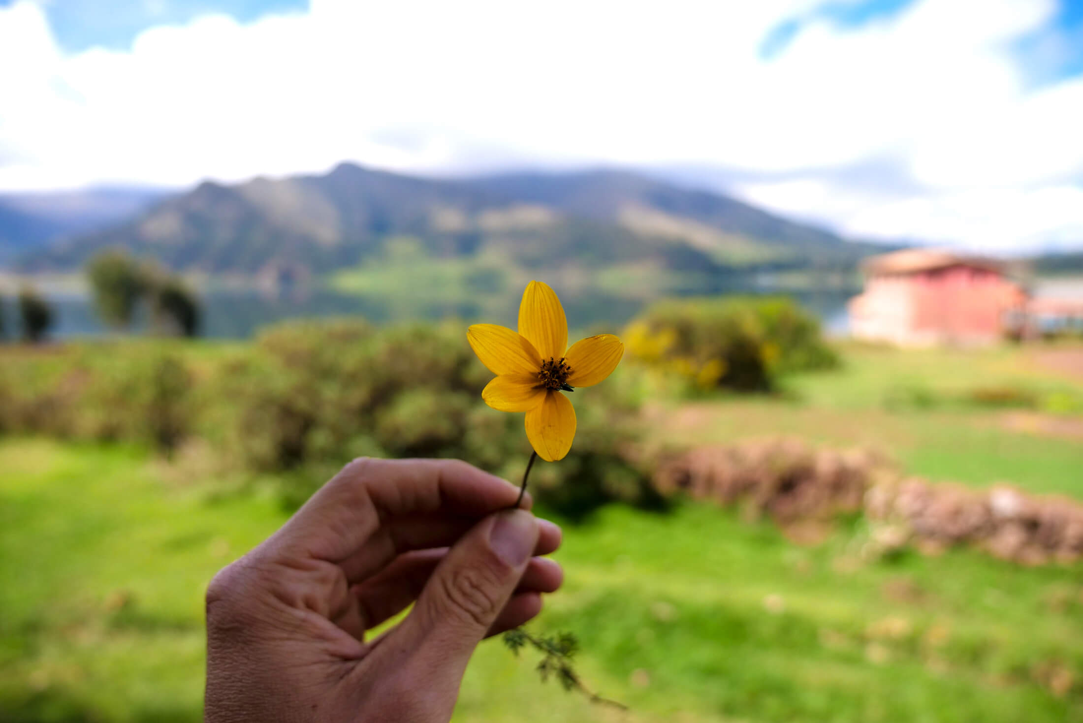 A flower grows in the Clean mountain air, the Andes Mountain areas of Peru.