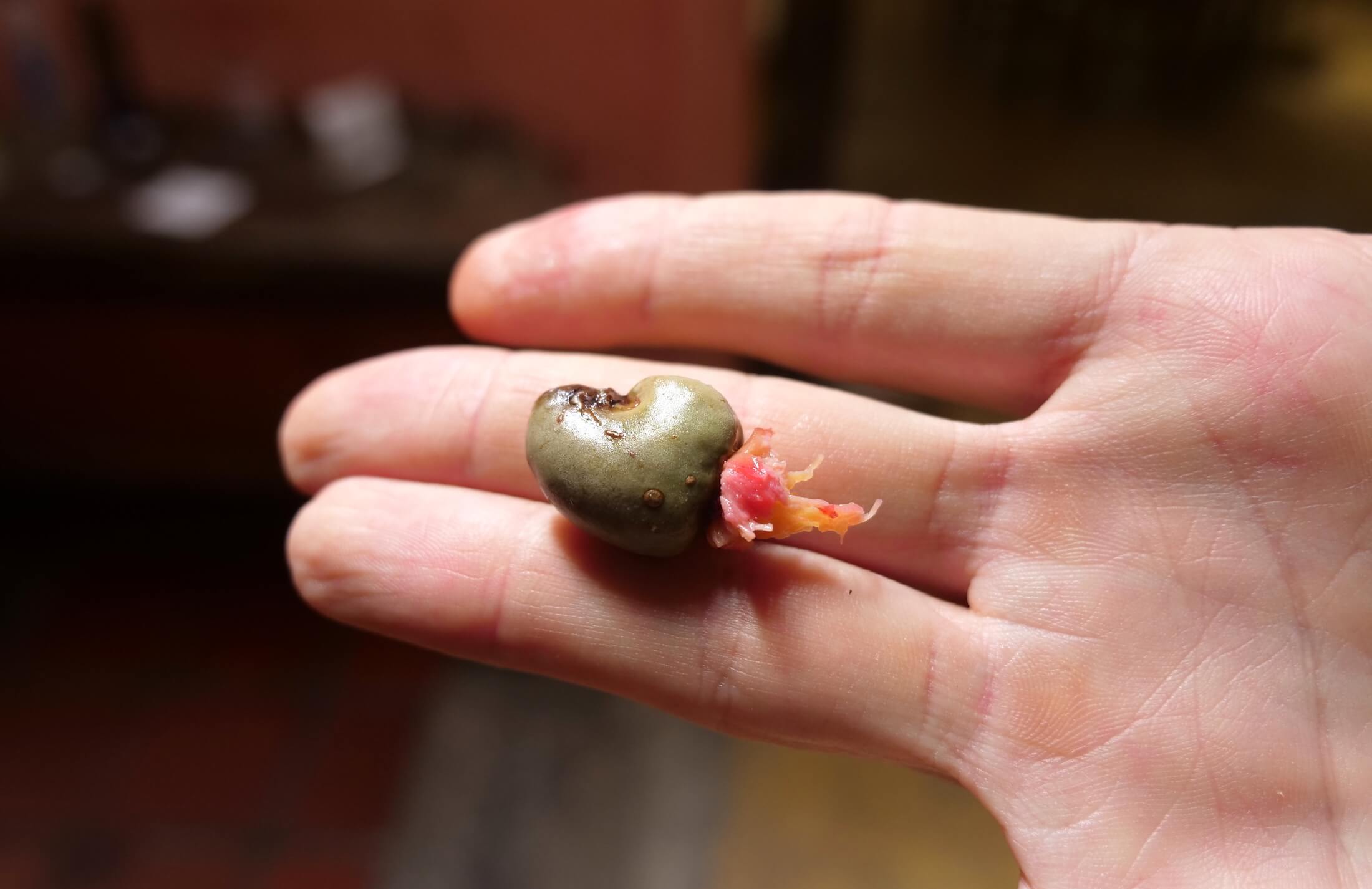 Using the cashew fruit to make juice is common in Brazil