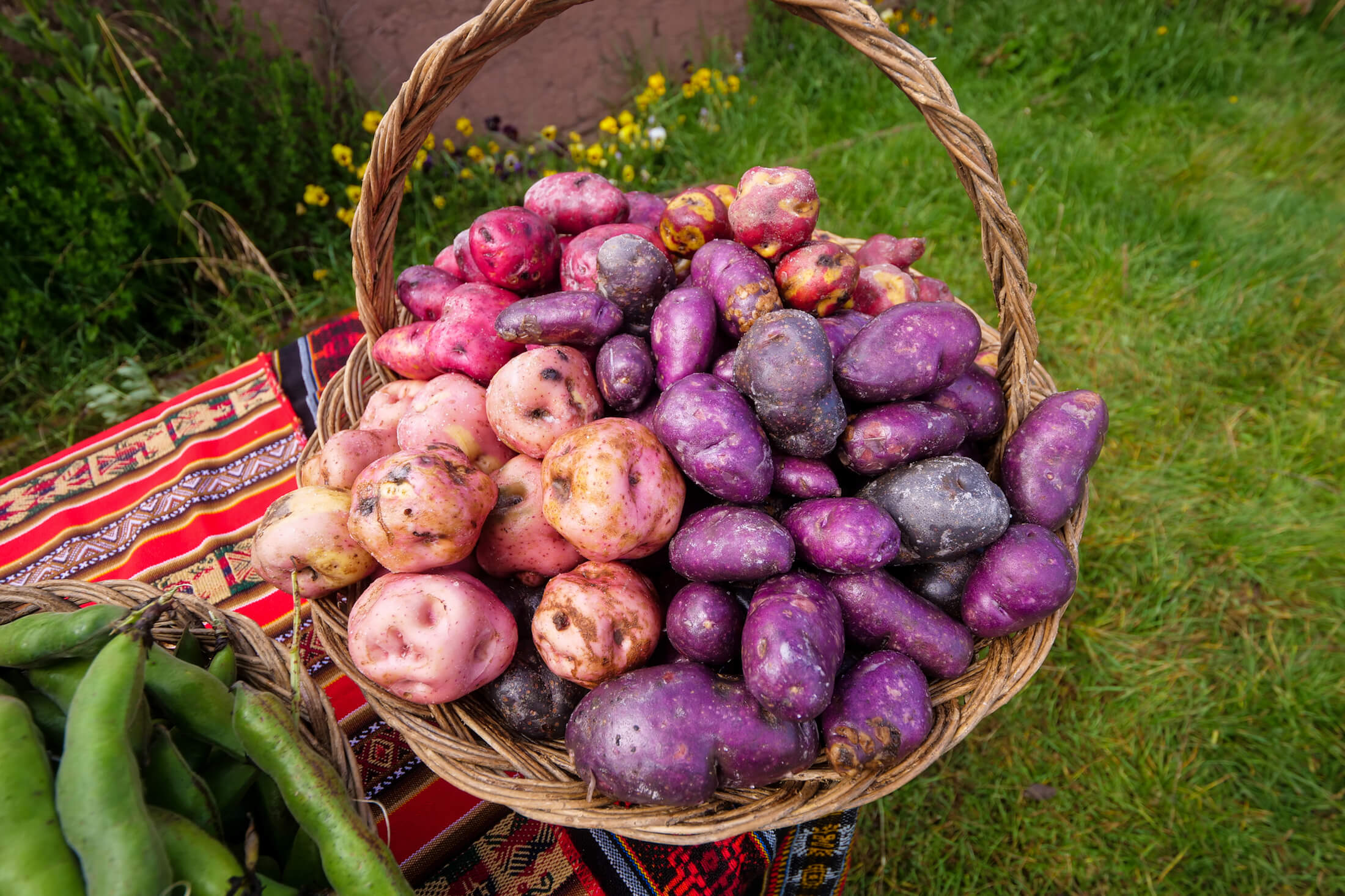 a basket of colorful potatoes, all of which are locally grown