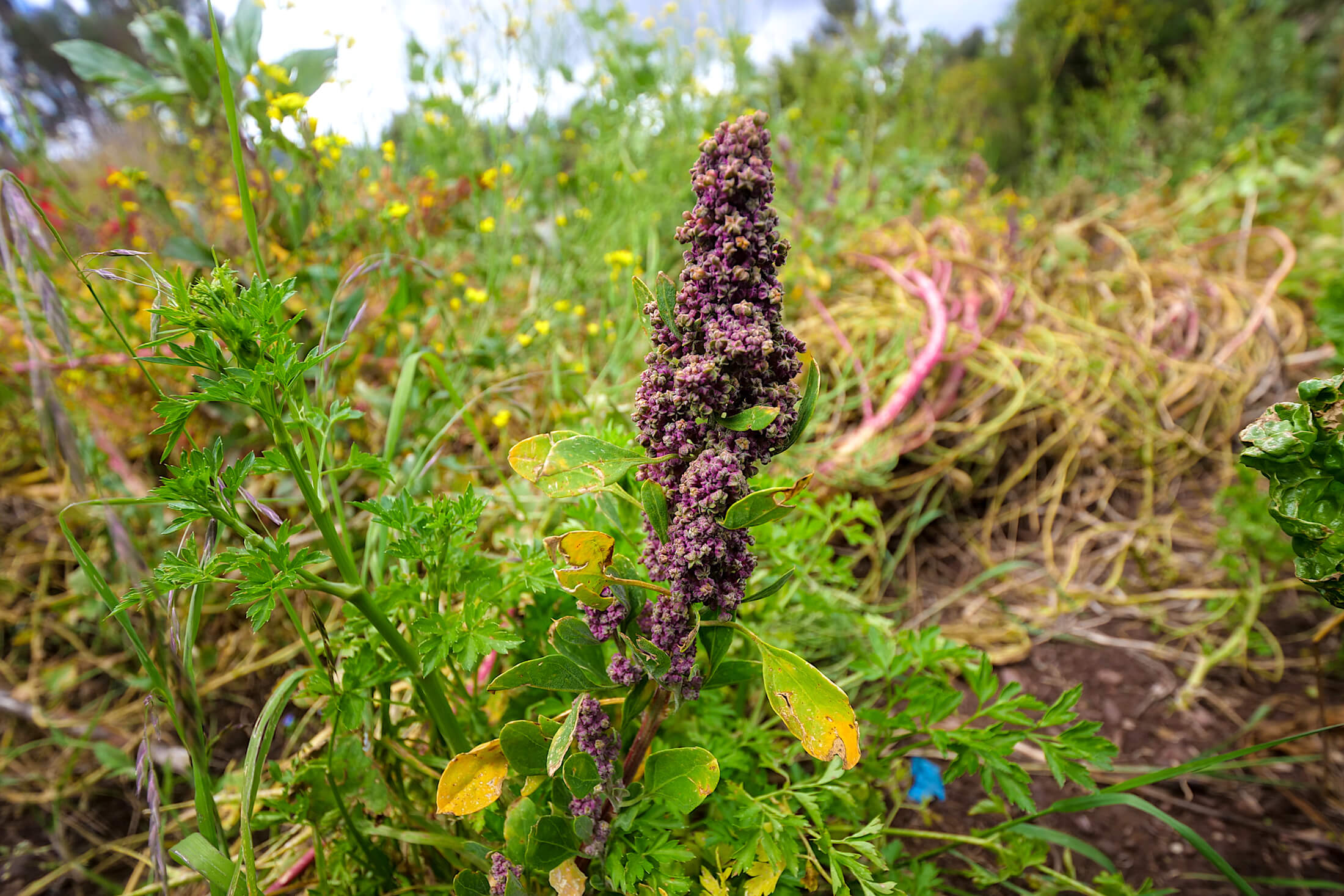 The flower of the Quinoa plant produces the cereal that we eat today