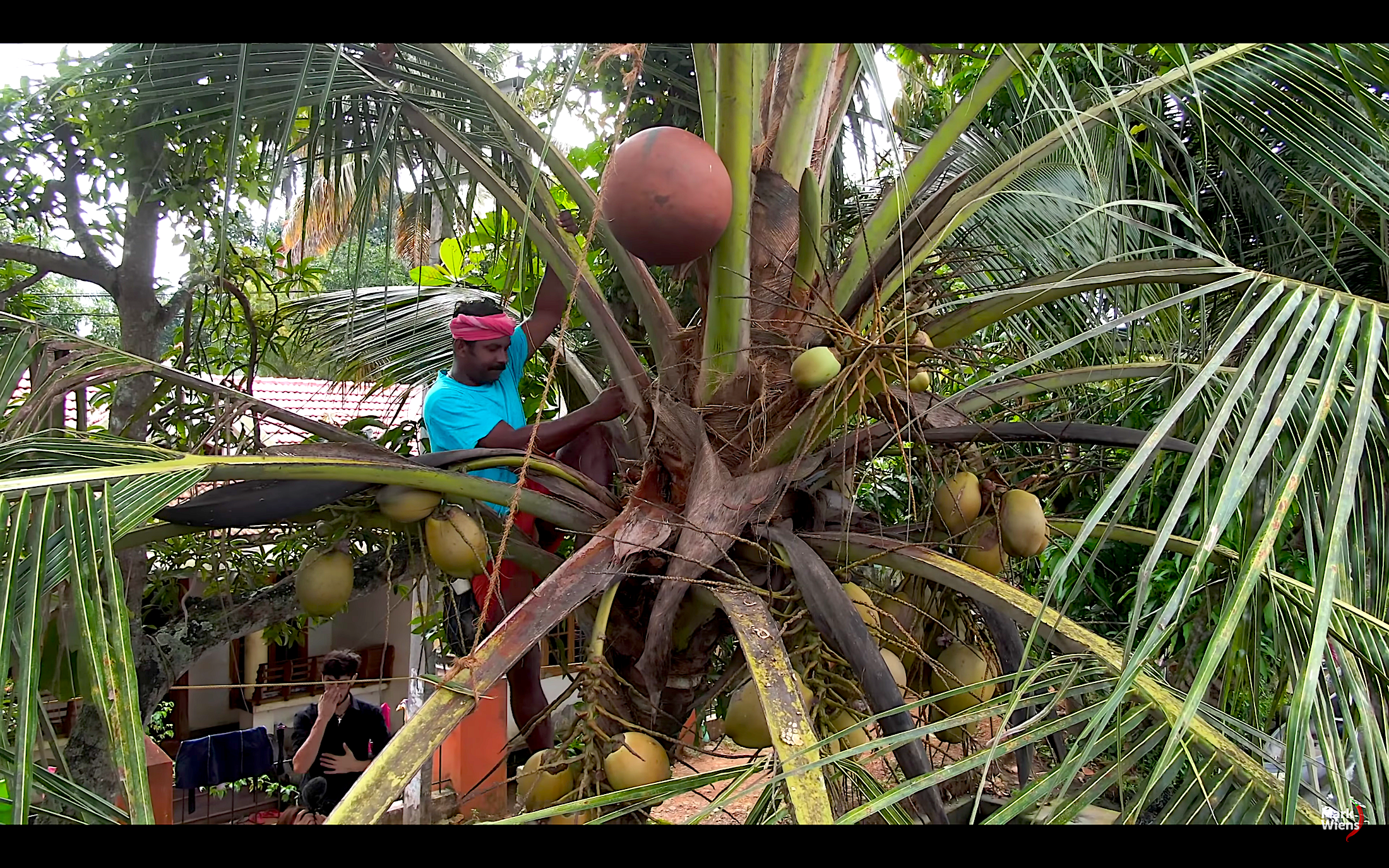 an amazing process how people in Kerala collect the fresh toddy!